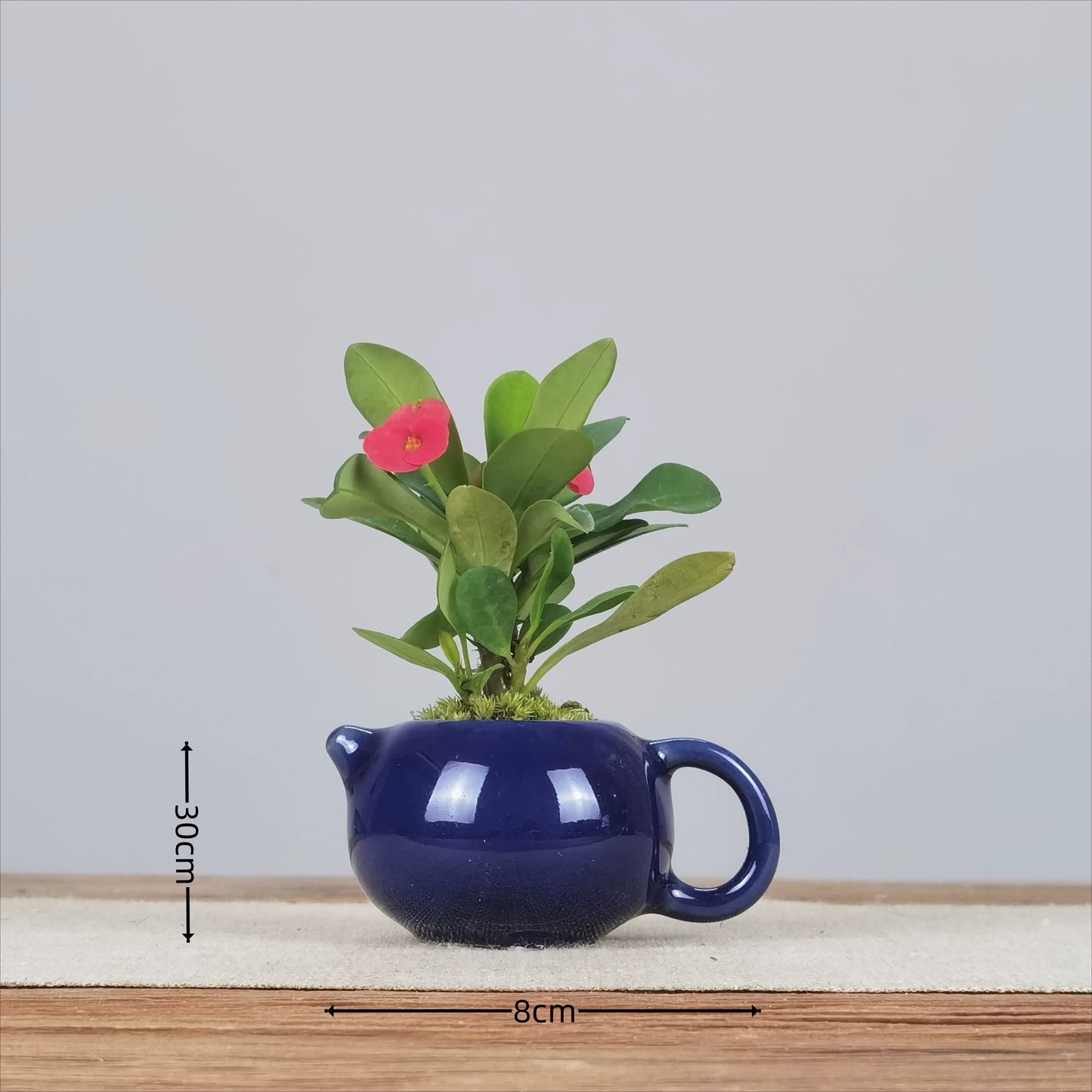 Mini Flower Pot for Tiger Thorn Plum/Mini Indoor Plants