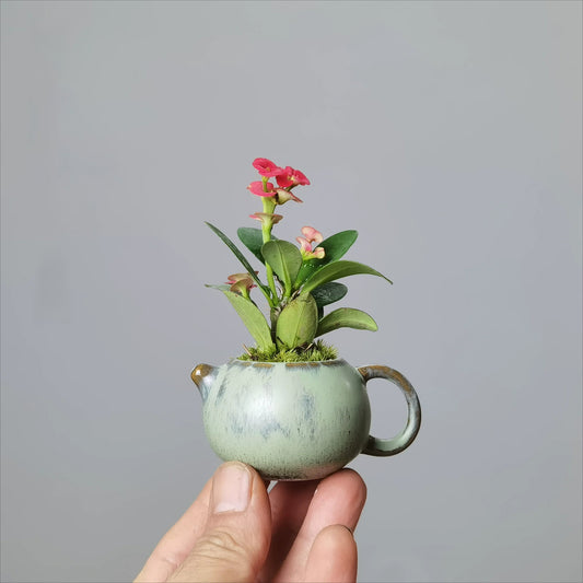 Mini Flower Pot for Tiger Thorn Plum/Mini Indoor Plants