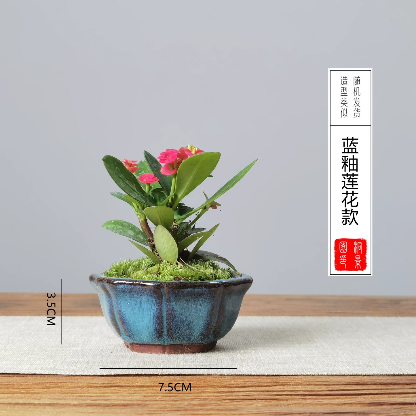 Mini Flower Pot for Tiger Thorn Plum/Mini Indoor Plants